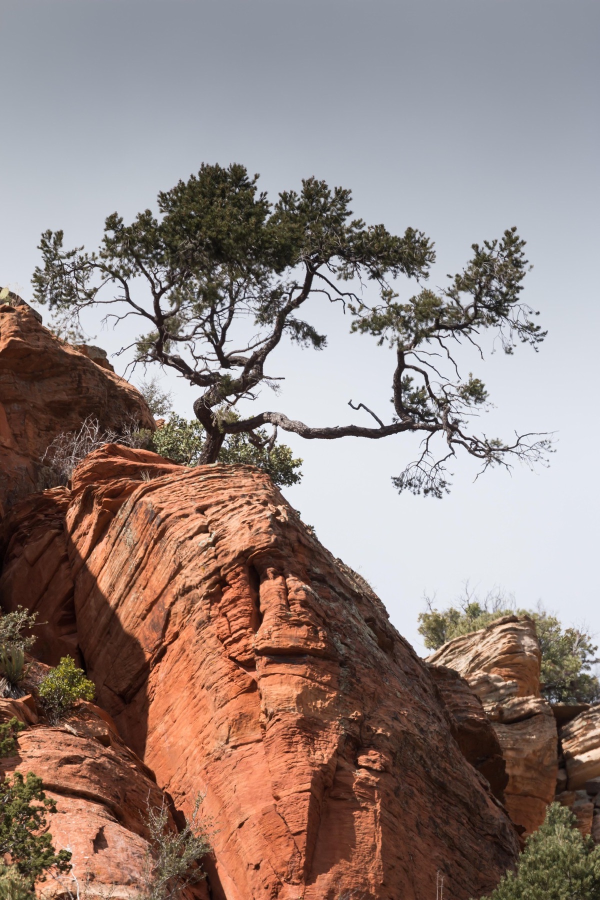 A wind-shaped tree under an open Southwestern sky