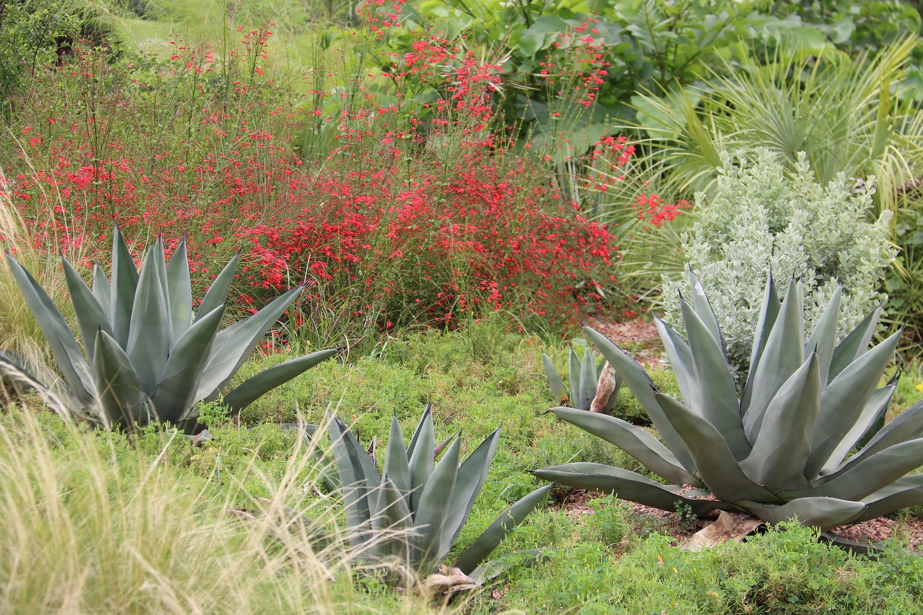 Desert garden plants and red blossoms in the Southwest