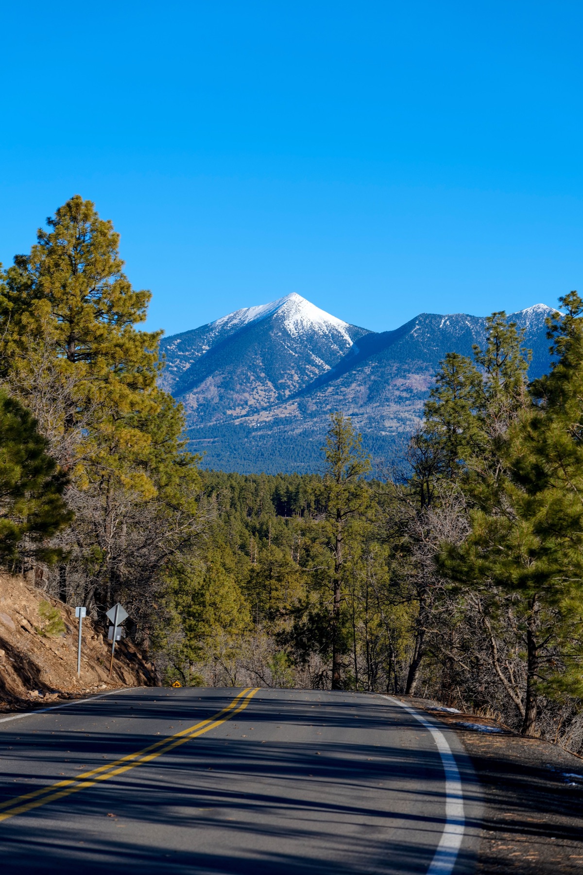 Snow-covered San Francisco Peaks framed by pine trees
