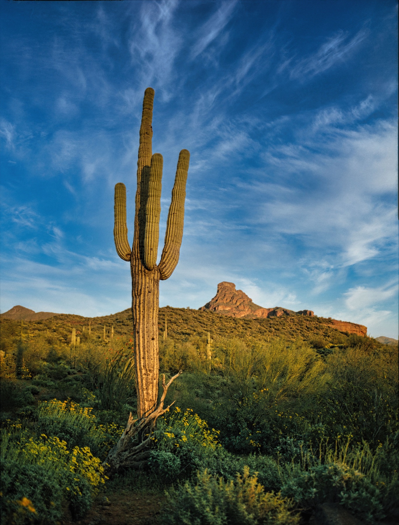 Saguaros and mountain terrain in the Sonoran Desert