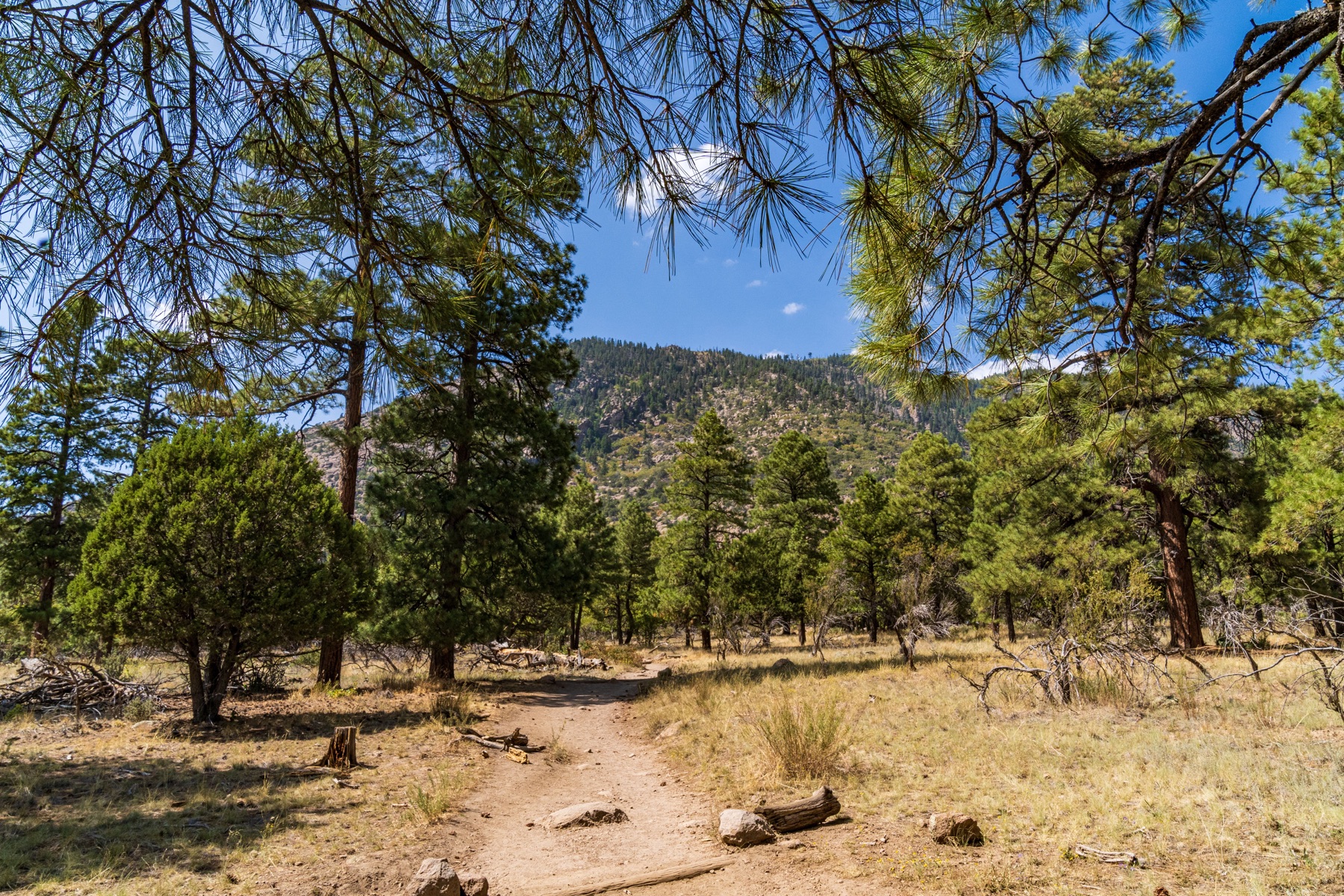 Ponderosa pines and high-country terrain in northern Arizona