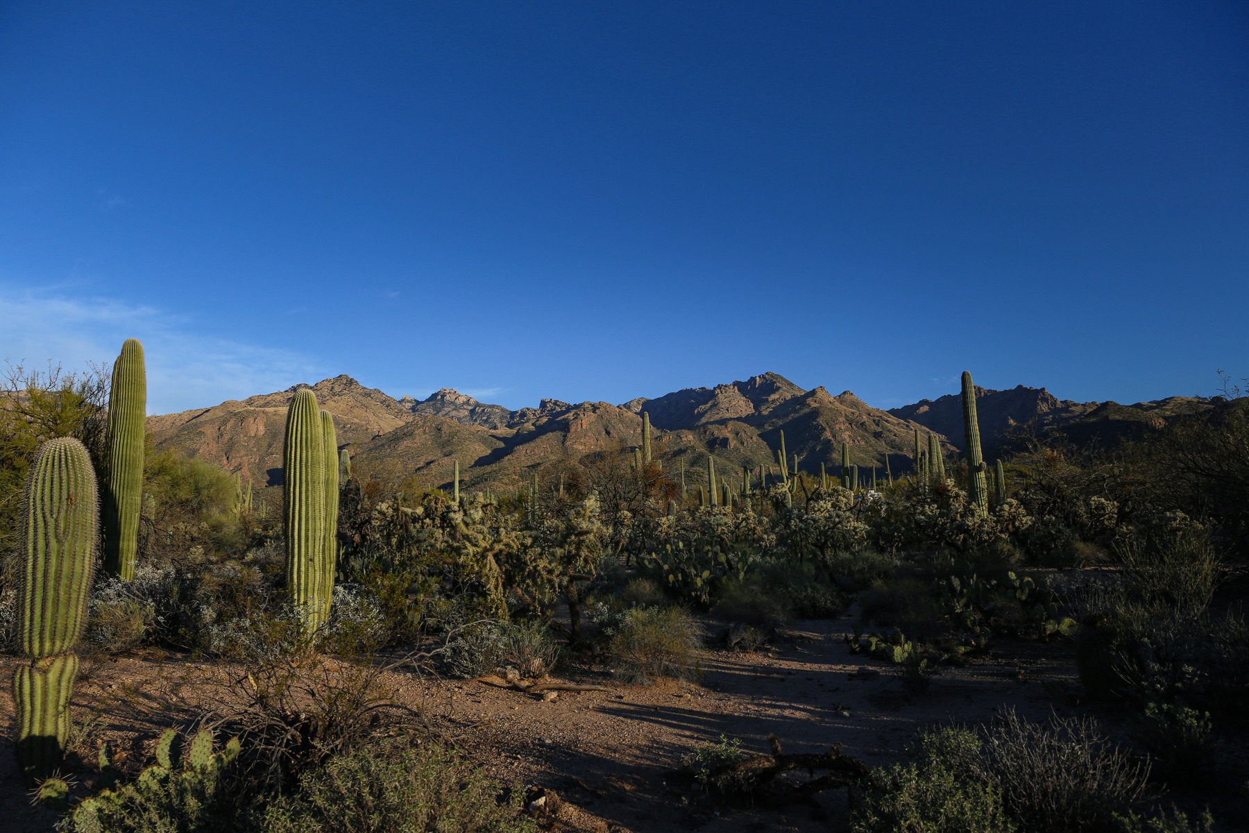 Sonoran Desert mountains and tall saguaros